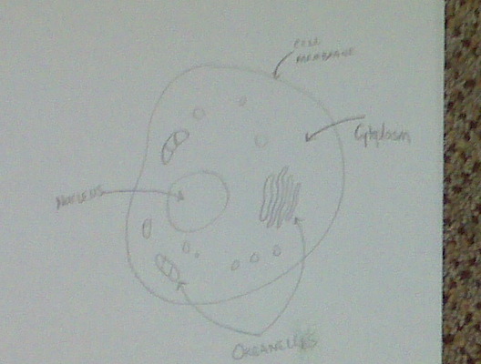 Cell Structure